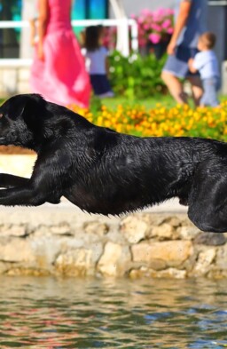 Hund springt am Strand ins Meer